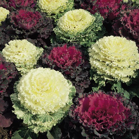 Unbranded Cabbage Ornamental Mixed Colours Seeds Average