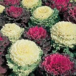 Cabbage Ornamental Mixed Colours Seeds