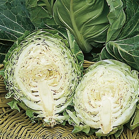 Unbranded Cabbage Pixie Seeds Average Seeds 450