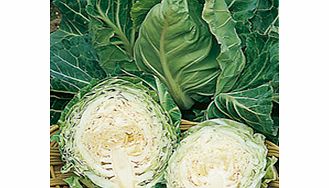 Unbranded Cabbage Pixie Seeds