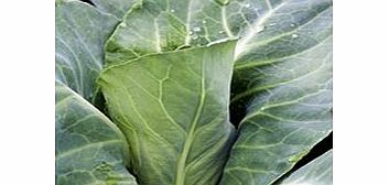 Unbranded Cabbage Plants - Pointed Continuity Duo Pack