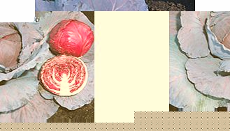 Unbranded Cabbage Plants - Red Jewel F1