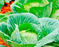 Unbranded Cabbage Plants - Round Continuity Collection
