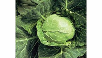 Unbranded Cabbage Plants - Summer Continuity Duo Pack