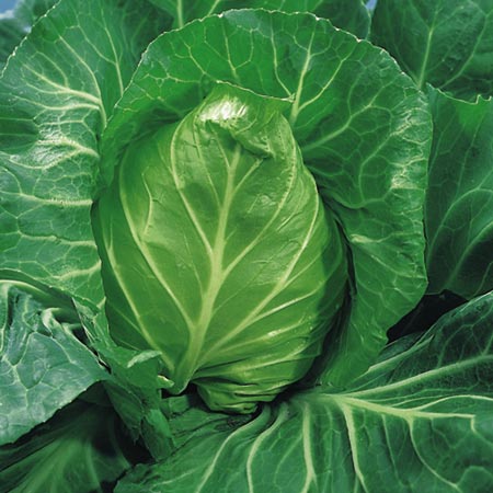 Unbranded Cabbage Poet F1 Plants Pack of 16 Plug Plants