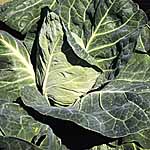 Unbranded Cabbage Poet F1 Plug Plants 481671.htm