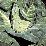 Unbranded Cabbage Poet F1 Plug Plants