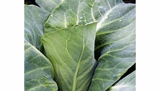 Two first class deliciously flavoured varieties selected for use as a spring green leaf or allowed to heart up. Pack contains18 plants (9 of each variety): Duchy (the first of the season ready 69-77 days after planting) and Regency (ready 77-87 days 
