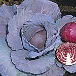 Unbranded Cabbage Red Jewel F1 Plug Plants 481691.htm