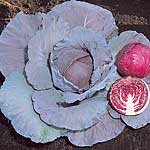 Unbranded Cabbage Red Jewel F1 Plug Plants