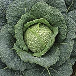 Unbranded Cabbage Rigoleto F1 Seed 433385.htm