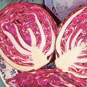 Unbranded Cabbage Ruby Ball F1 Hybrid Seeds