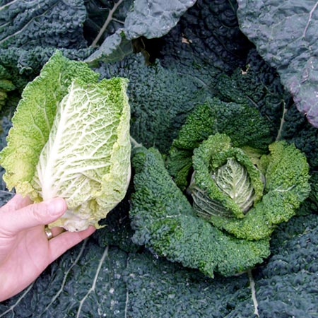 Unbranded Cabbage Samantha F1 Average Seeds 55