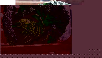 Unbranded Cabbage Savoy Continuity Plant Collection