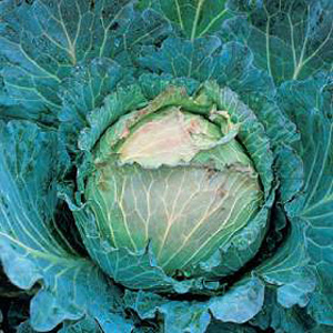 This is a hardy winter cabbage - not even severe frost seems to bother it. The heads are crisp and c