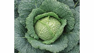 Unbranded Cabbage Savoy Seeds - Continuity Duo Pack