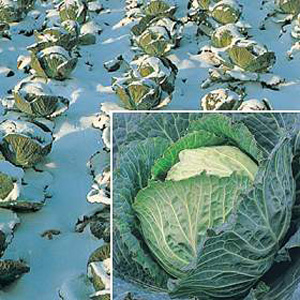 Unbranded Cabbage Savoy Tundra F1 Hybrid Seeds