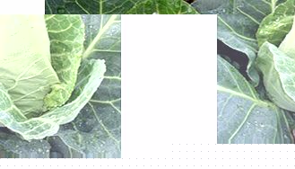 Unbranded Cabbage Seeds - Dutchman F1