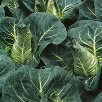 Unbranded Cabbage Seeds - Frostie F1