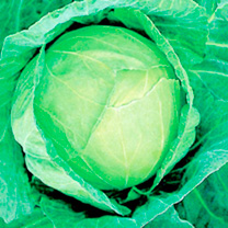 Unbranded Cabbage Seeds - Golden Acre