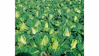 Unbranded Cabbage Seeds - Greyhound