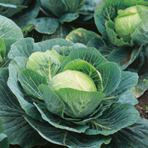 Unbranded Cabbage Seeds - Kilazol F1