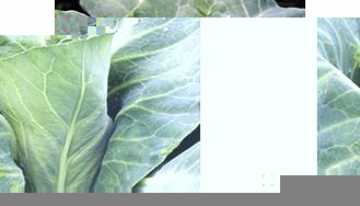Unbranded Cabbage Seeds - Monarchy F1
