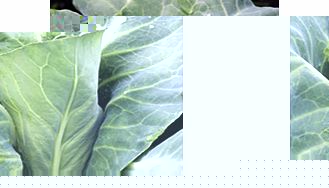 Unbranded Cabbage Seeds - Monarchy F1