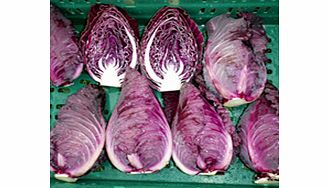 Unbranded Cabbage Seeds - NIZ 45-852 F1