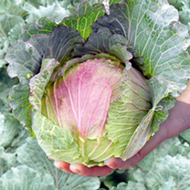 Unbranded Cabbage Seeds - Noelle F1