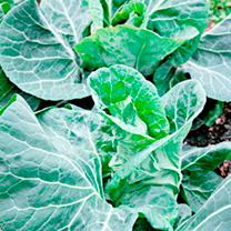 Unbranded Cabbage Seeds - Pixie