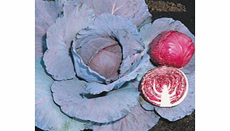 Unbranded Cabbage Seeds - Red Jewel F1
