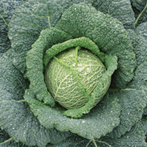 Unbranded Cabbage Seeds - Rigoleto F1