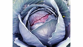 Unbranded Cabbage Seeds - Roderick F1
