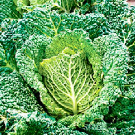 Unbranded Cabbage Seeds - Samantha F1