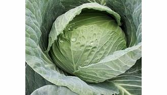 Unbranded Cabbage Seeds - Sarmarsh F1