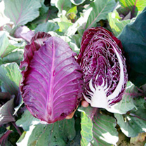 Unbranded Cabbage Seeds - Tinty F1