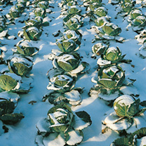 Unbranded Cabbage Seeds - Tundra F1