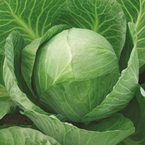 Unbranded Cabbage Seeds - Vivaldi F1
