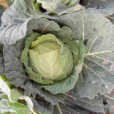 Unbranded Cabbage Sennen F1 Average Seeds 40
