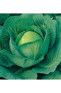 Unbranded Cabbage Sherwood x 50 seeds