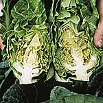 Unbranded Cabbage Sparkel F1 Seeds 433250.htm