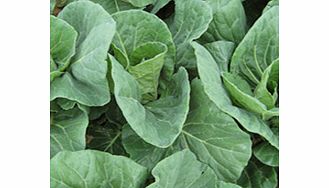 Unbranded Cabbage Sparkel F1 Seeds