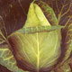 Unbranded Cabbage (Spring) Advantage F1 Hybrid Seeds