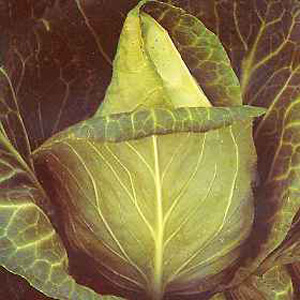 Unbranded Cabbage Spring Advantage F1 Seeds