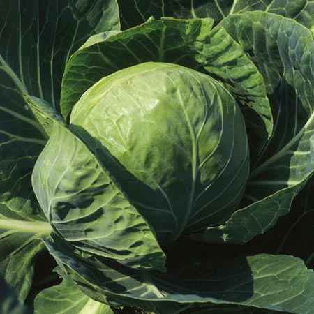 Unbranded Cabbage Spring Hero F1 Seeds Average Seeds 65