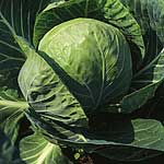 Unbranded Cabbage Spring Hero F1 Seeds