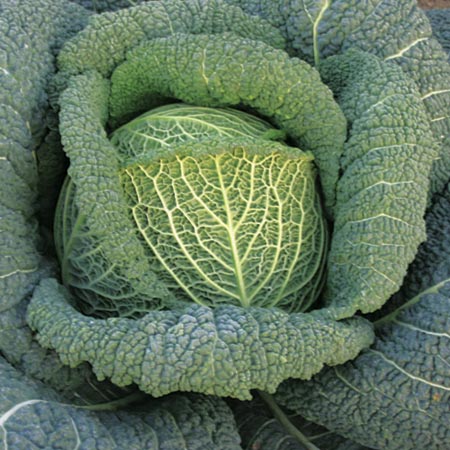 Unbranded Cabbage Tourmaline F1 Seeds Average Seeds 45