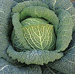 Unbranded Cabbage Tourmaline F1 Seeds