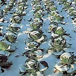 Unbranded Cabbage Tundra F1 Plug Plants